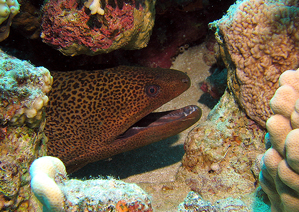 Moray Eel